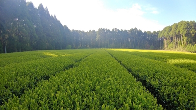 自園自製自販の茶畑