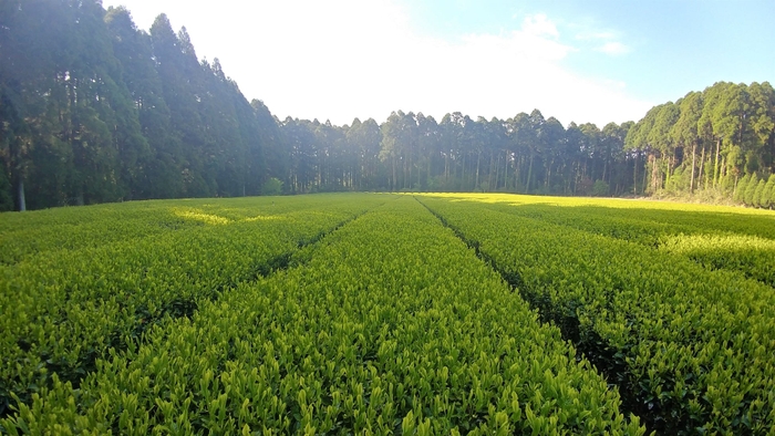 自園自製自販の茶畑