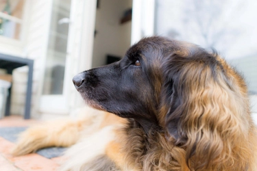 日本でも飼育者が急増！？超大型犬のお散歩方法や時間について。