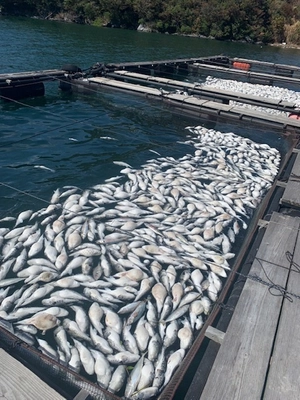 大規模な赤潮で2年分のふぐが全滅… とらふぐ養殖の復興を目指すクラウドファンディングも いよいよ終盤！