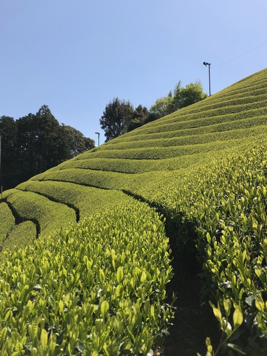 場所によって様々な表情がみられる茶畑