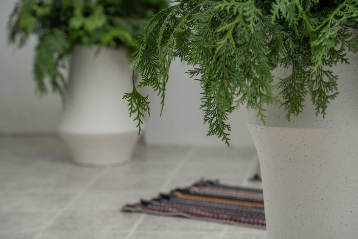 東京のヒノキの枝を直営サロンにて展示