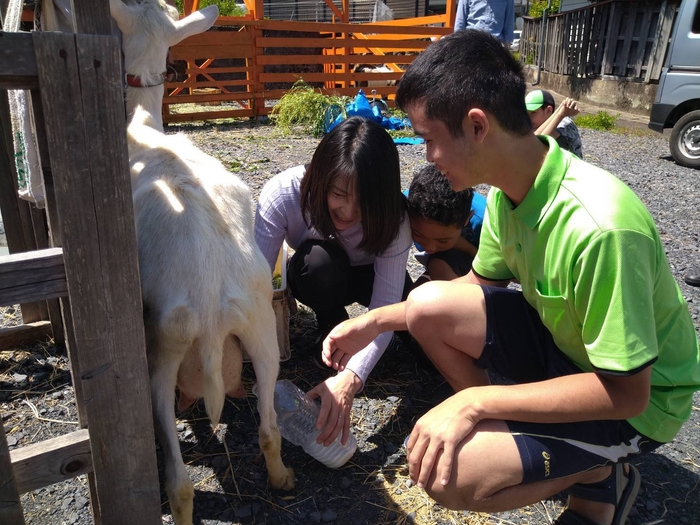 ヤギの乳絞り体験