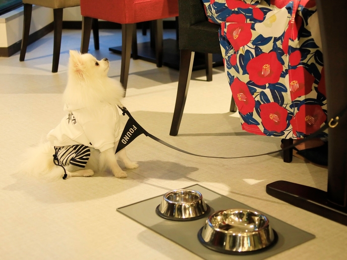 レストランは愛犬同伴でご利用可能 ※イメージ