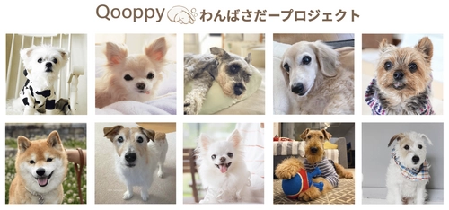 シニア犬に特化したメディアQooppy、 「わんばさだープロジェクト」を始動