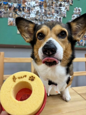 愛犬と美味しい！を共有できるバウムクーヘンを “わんわんわんの日”1月11日から販売開始！