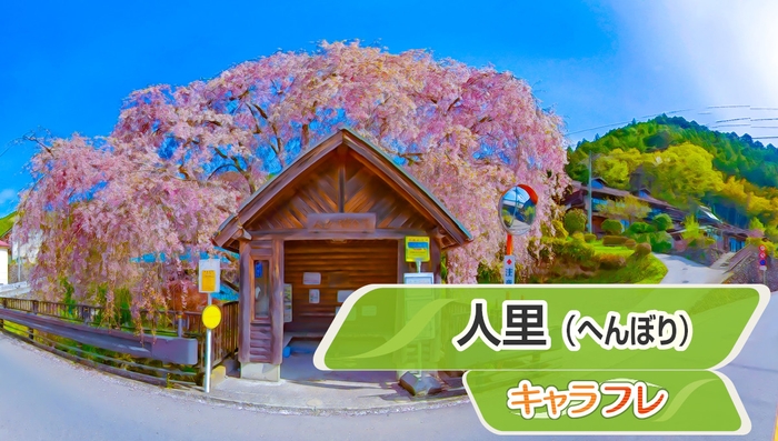 人里(へんぼり)枝垂れ桜