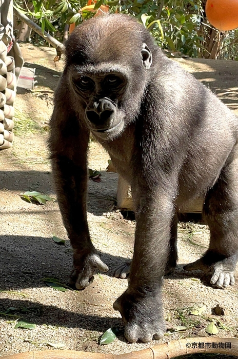 キンタロウがナックルウォークをする様子（写真提供：京都市動物園）