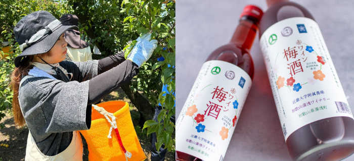 近畿大学附属湯浅農場産の南高梅を使用した「赤ワイン梅酒」　数量限定販売、湯浅町のふるさと納税返礼品としても提供