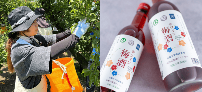 農学部生による南高梅の収穫風景(左)赤ワイン梅酒(右)