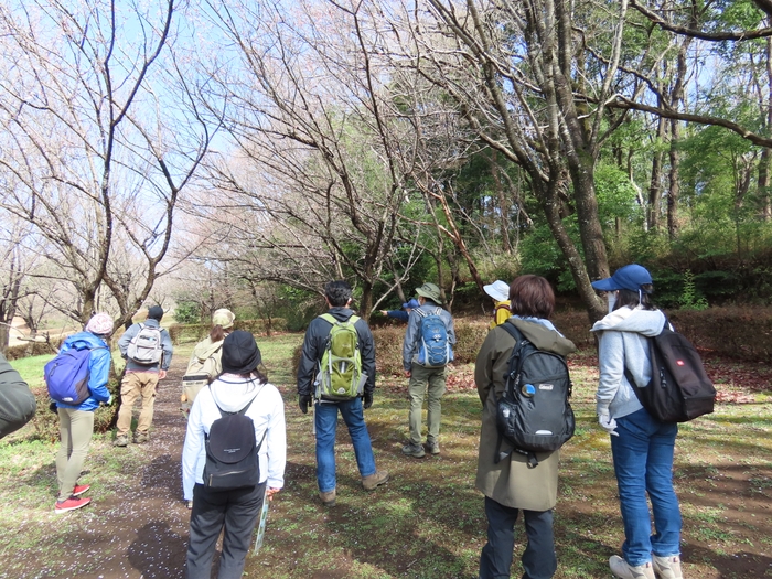 思いがけず桜に出会えました