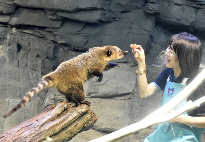 アカハナグマにバレンタインのプレゼント