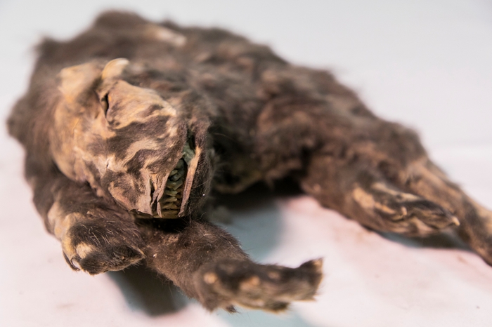 仔イヌ_冷凍標本