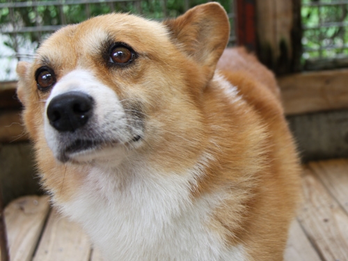 2012年9月23日(日)「コーギ―コンパ」開催!