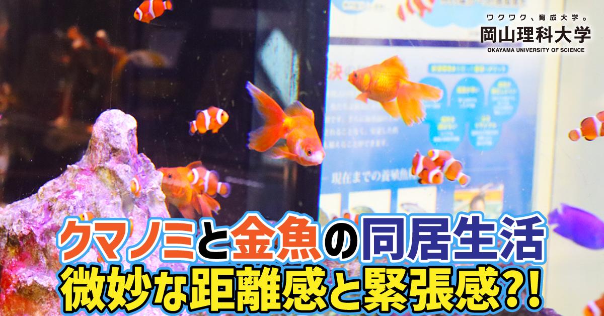 カクレクマノミ　金魚アート 枡 カクレクマノミ 金魚アート 枡 WKAJTO7QS6i._UX300_TTW__.jpg