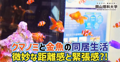 【岡山理科大学】クマノミと金魚の同居生活　　微妙な距離感と緊張感?!