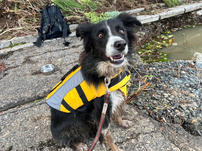 災害救助犬カミーノ