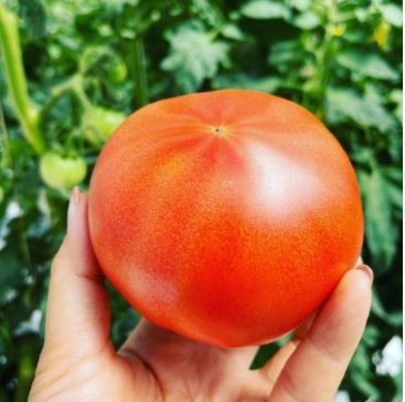 和みトマトあかまる大玉