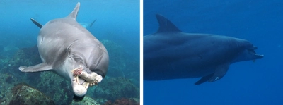 驚異の生命力! 上顎の大半を失った野生イルカ　2年間にわたり水中で行動を観察し、生活の維持を確認