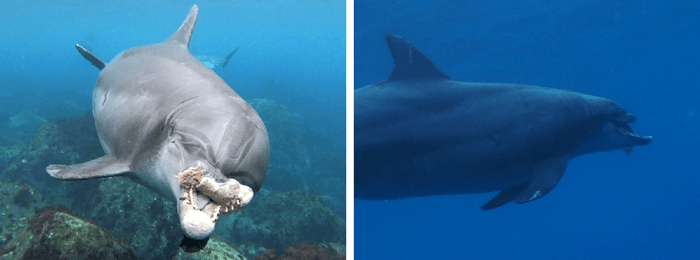 上顎を欠損したミナミハンドウイルカ（左：外観、右：餌の魚をくわえる様子）撮影：渡辺晋