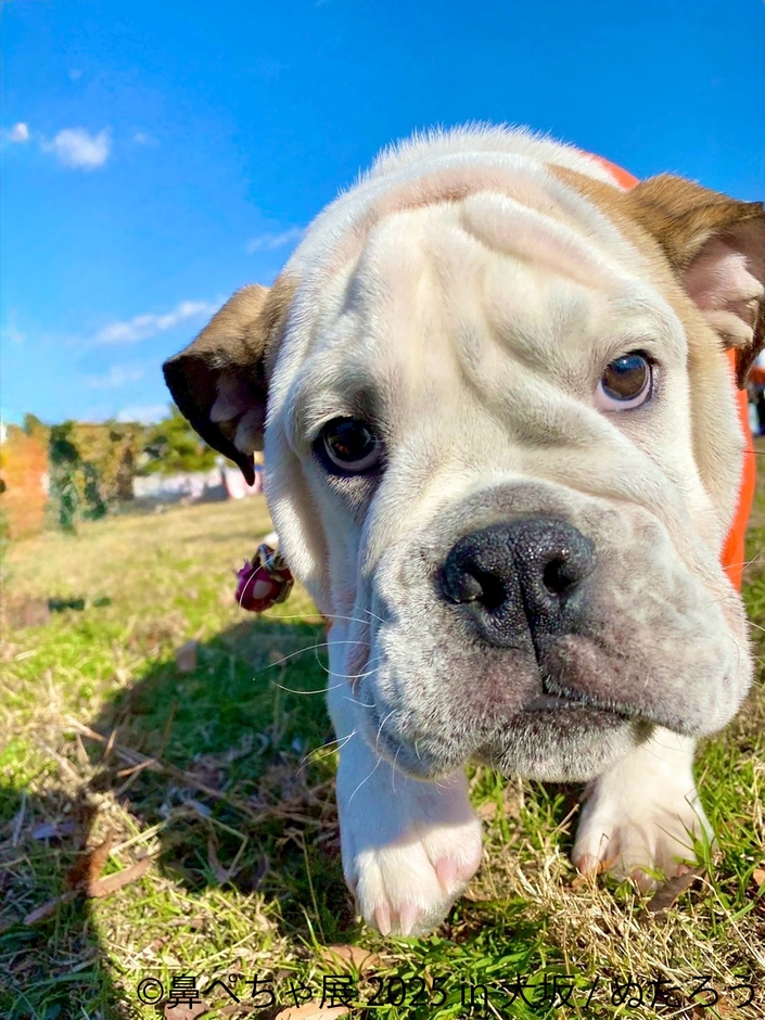 鼻ぺちゃ展 展示作品：ぬたろう