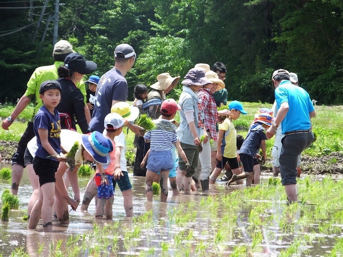 田植えの様子(昨年)