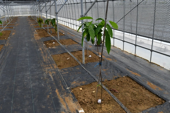 カカオの木とモニタリングセンサ