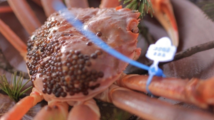 タグ付き松葉蟹 [一例]　活きた蟹を蟹刺し、甲羅みそ焼き、熱々の蒸し蟹で（お二人で1杯）※タグ色は仕入れ漁港により異なります