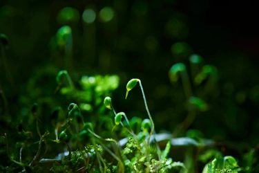 【奥入瀬渓流ホテル】早春の花咲く苔を愛でるプログラム「春のお苔見（こけみ）」新登場～夜闇に輝く苔の花を観察します～｜期間：2023年4月15日〜5月7日