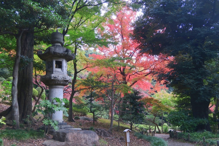 園内紅葉の様子（11月20日撮影）