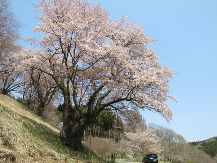 単幹樹としては日本一とも言われている「新田の大山桜」