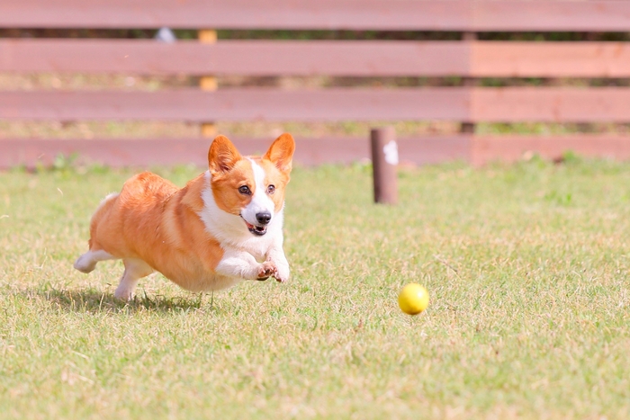 ドッグラン付きグランピングでお花見&バーベキュー