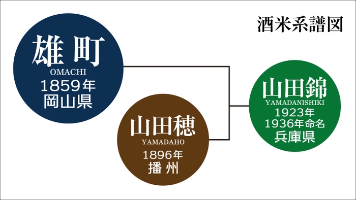 「雄町」は、山田錦の親にあたる日本最古の混血のない原生種としても知られている。