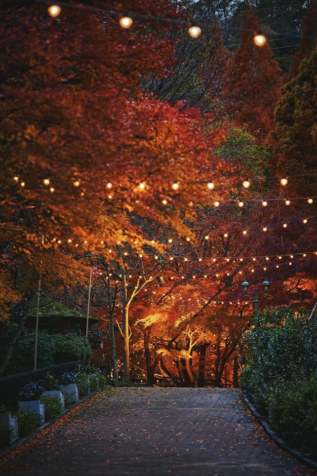 紅葉ライトアップとクリスマスイルミネーション(2)