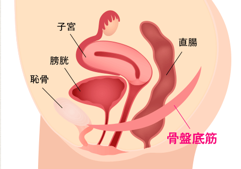 骨盤底筋群構造