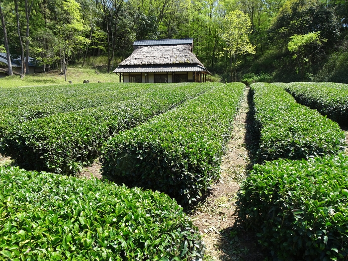 ぎふ清流里山公園の茶畑