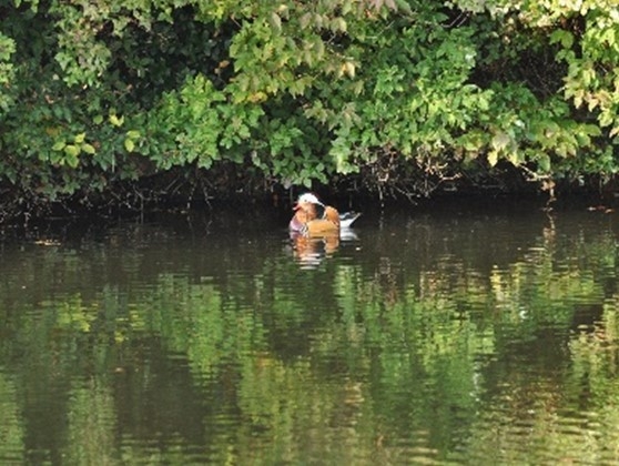 ▲飛来したオシドリと出会えるかも!?