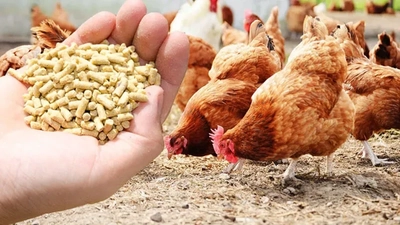 日本の養鶏飼料市場規模は2033年までに173億8,180万米ドルを超え、年平均成長率（CAGR）3.38%で成長すると予測
