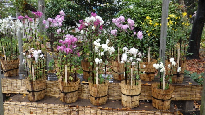 向島百花園「古典菊」