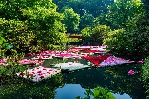 約5千輪のシャクヤクの花筏