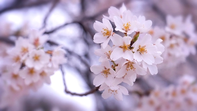 お家でお花見。動画でゆっくりと春の訪れを・・・