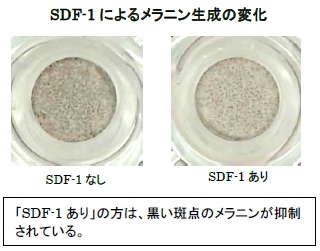 SDF-1によるメラニン生成の変化