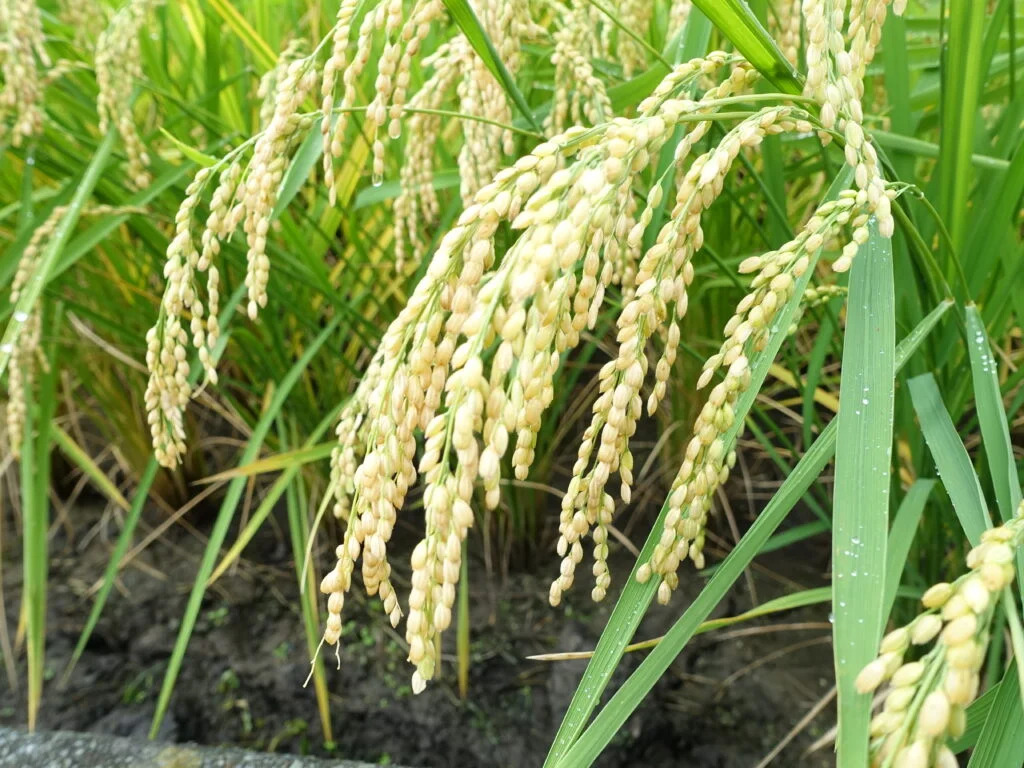 酒米の王様「山田錦」を味わう 日帰りモニターツアー参加者募集中!(神戸発着)