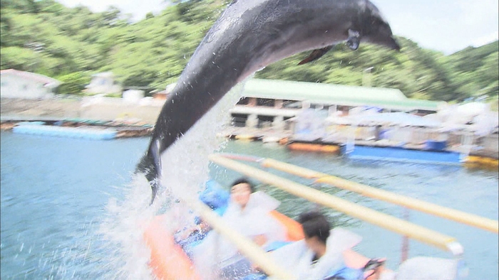 アメイジングなイルカショー