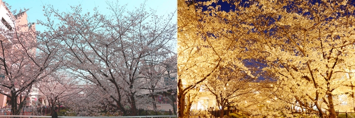 （画像）つかしんせせらぎ通り伊丹川沿いの桜、右はライトアップされた桜