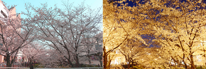 （画像）つかしんせせらぎ通り伊丹川沿いの桜、右はライトアップされた桜