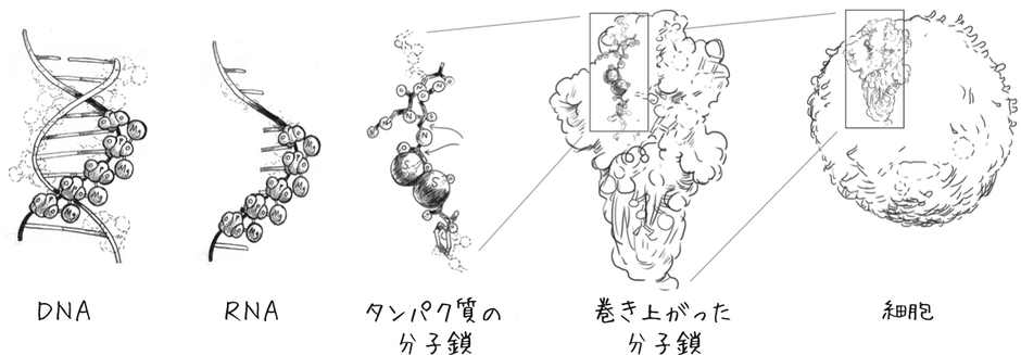 DNA、RNA、タンパク質