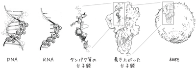 DNA、RNA、タンパク質