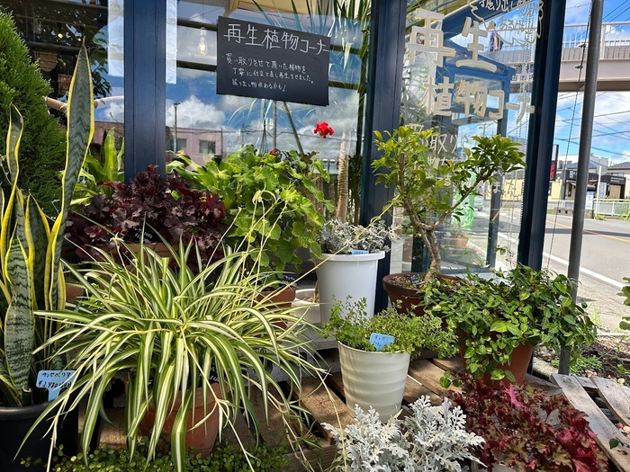 再生植物コーナー(2)