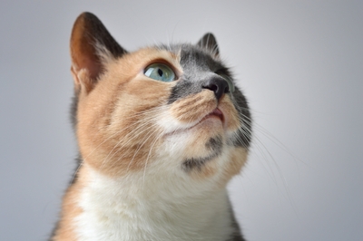 猫イメージお留守番